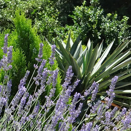 Апартаменты Iris *